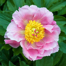 Pink ardour peony flower with a yellow center on green leaves | copyright: Floramedia UK Ltd
