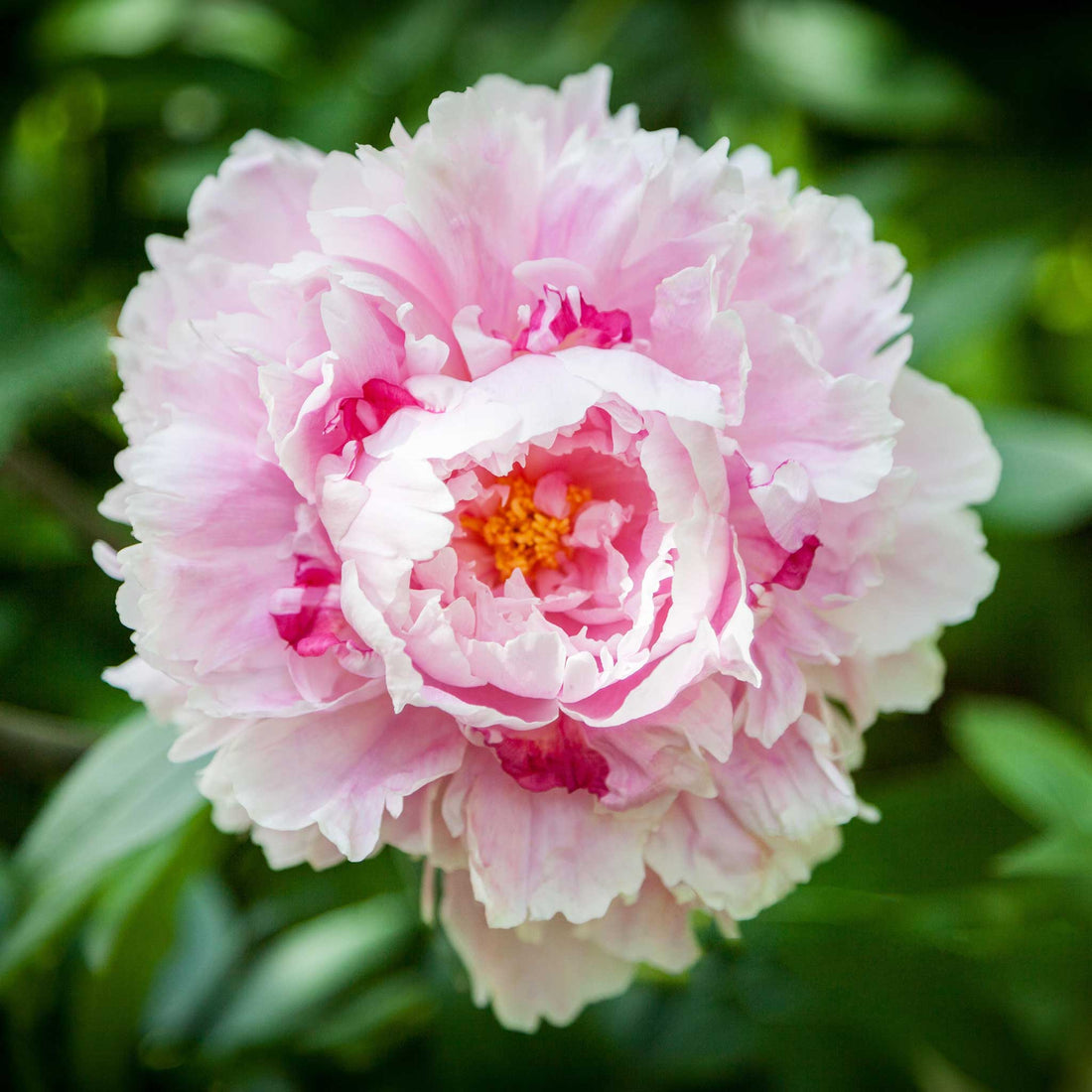 Peony Bulbs Sarah Bernhardt Flower Bulbs Eden Brothers