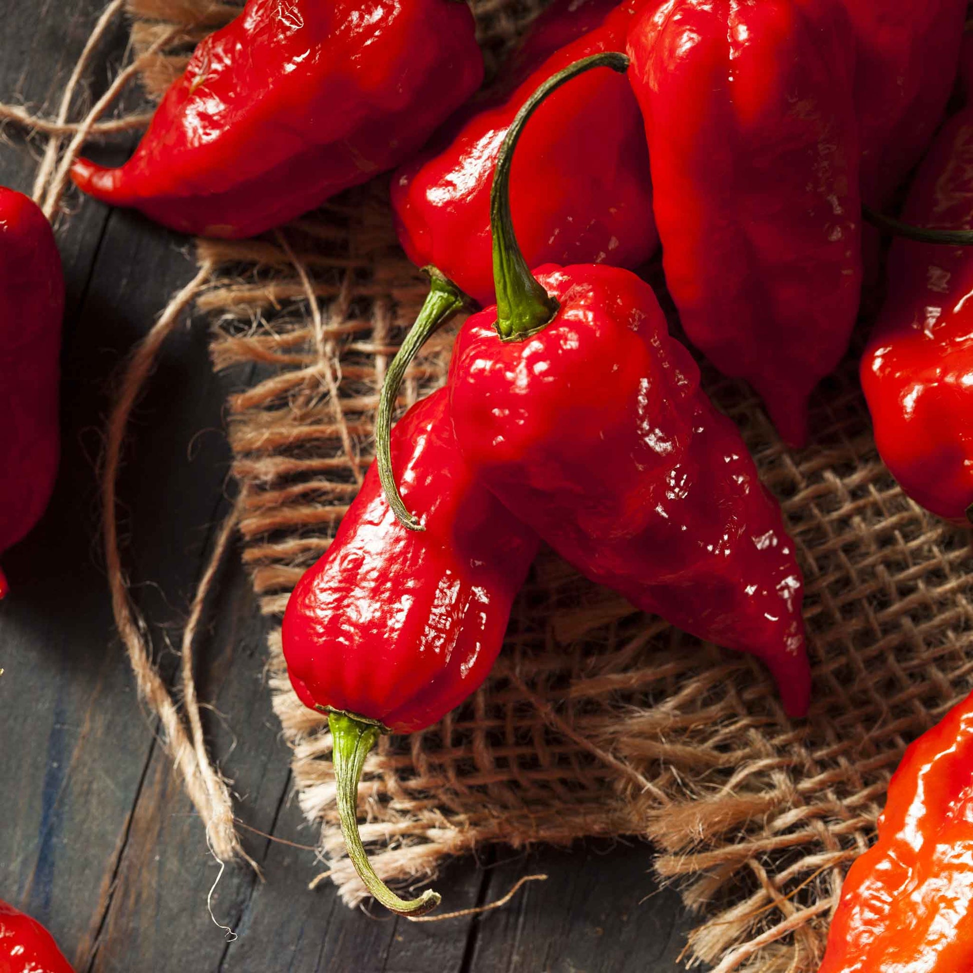 Vibrant red Bhut Jolokia Ghost pepper showcasing glossy red skin and green stem.