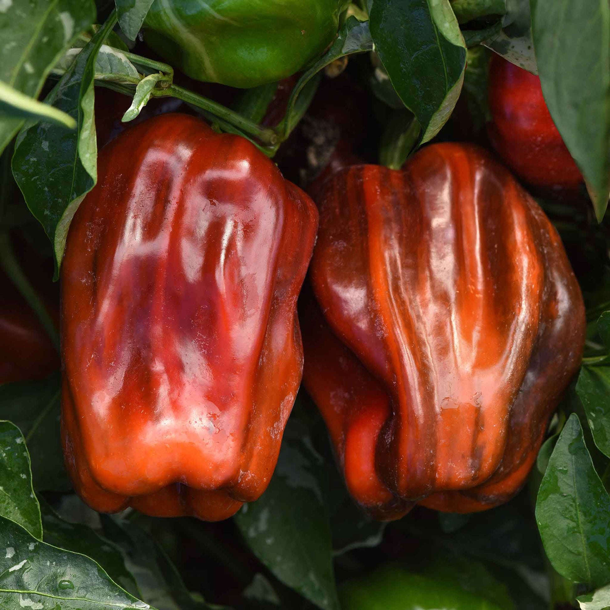 A ripe 'Candy Cane Chocolate Cherry' sweet pepper, showing its unique stripes of green, red, and chocolate brown.
