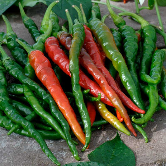 A cluster of slender Cayenne Long Red Thin peppers, showing stages of ripeness. | copyright: Floramedia UK Ltd