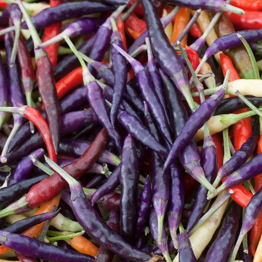 A cluster of vibrant Cayenne Purple peppers gathered in a bowl. | copyright: Floramedia UK Ltd