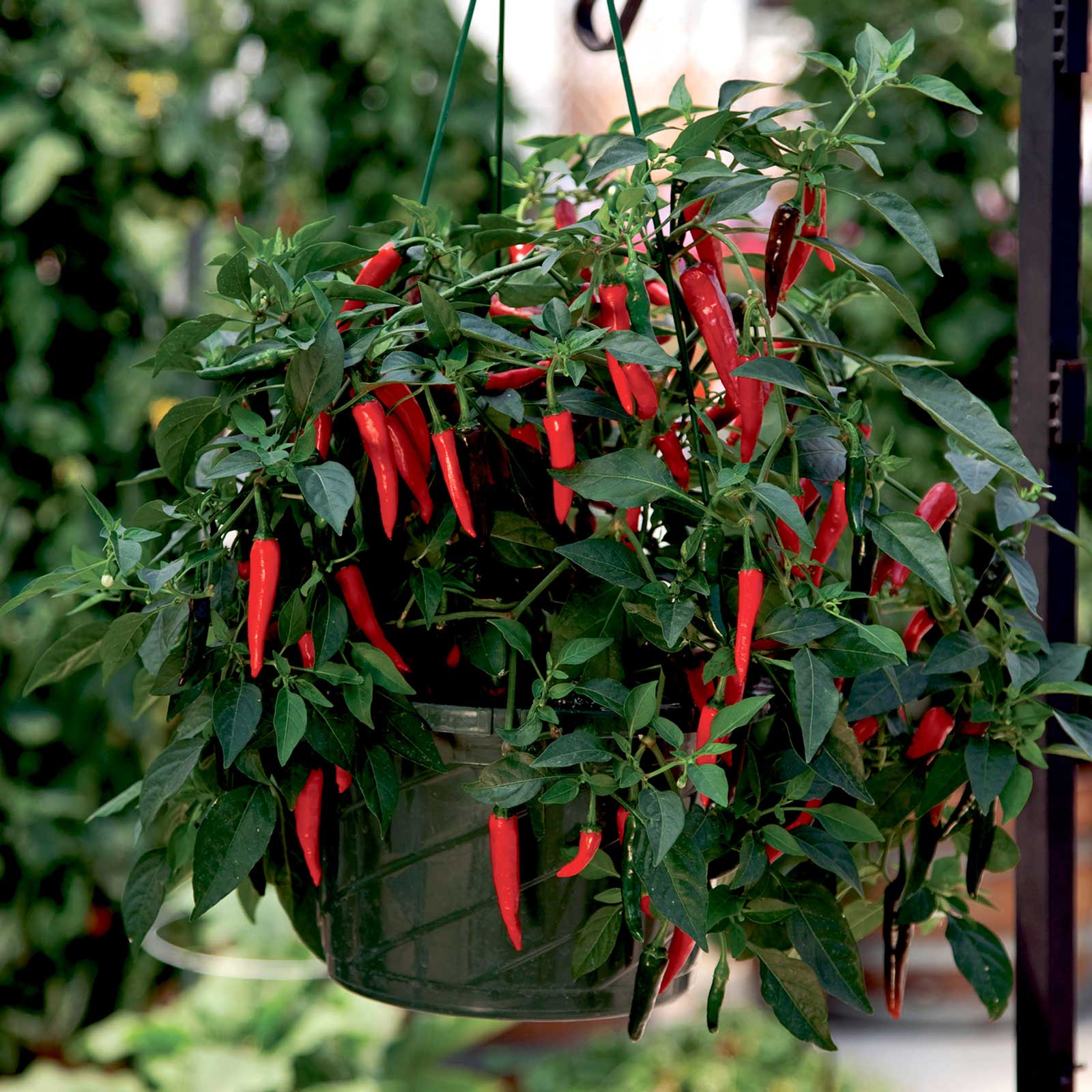 Hanging basket with red cayennetta peppers and green leaves