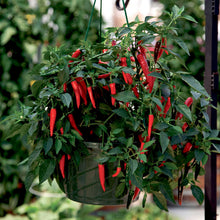 Hanging basket with red cayennetta peppers and green leaves