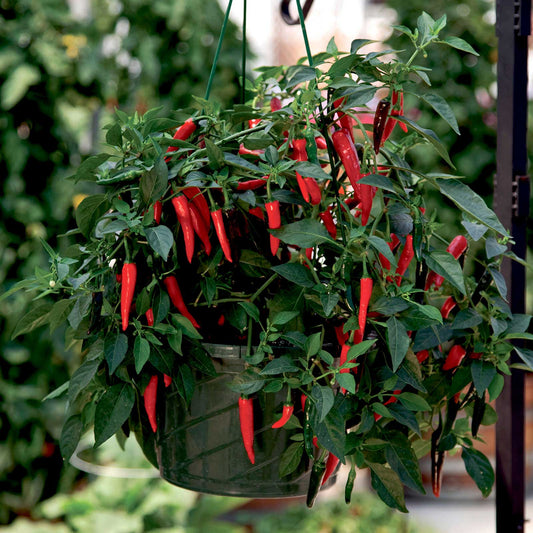 Hanging basket with red cayennetta peppers and green leaves