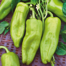 Green Cubanelle peppers with a slightly wrinkled skin and a long, tapering shape.