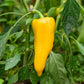 pepper golden marconi