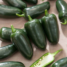 A vibrant close-up of a deep green Jalapeno M pepper, highlighting its smooth skin and conical shape. | copyright: Floramedia UK Ltd