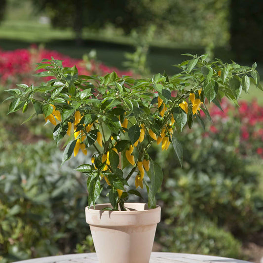 A bright yellow hot pepper, Kitchen Minis Hot Lemon Zest, growing in a small pot outside.