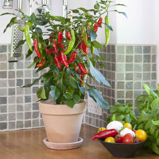 A pot on a kitchen counter growing Kitchen Minis Hot Fajita peppers.