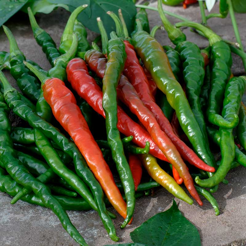 pepper organic cayenne long thin red | copyright: Floramedia UK Ltd