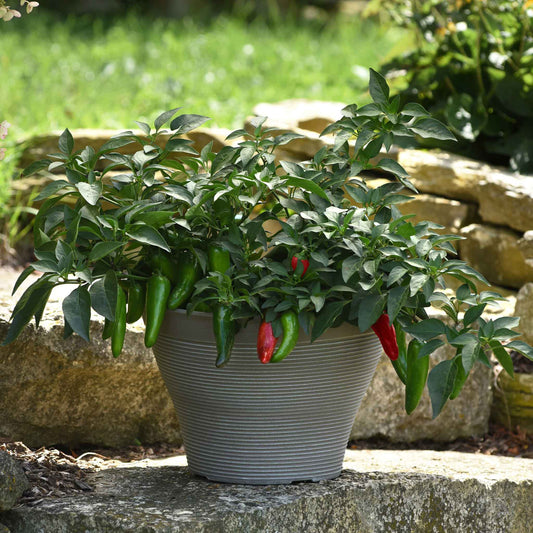 A pot outside in a rock landscaped space growing Pot-a-Peno peppers.