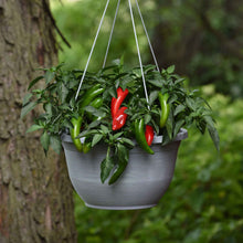 A hanging pot outside growing Pot-a-Peno peppers.