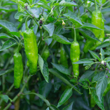 A vibrant green shishito pepper with a slight sheen hangs from a plant against a blurred green background.