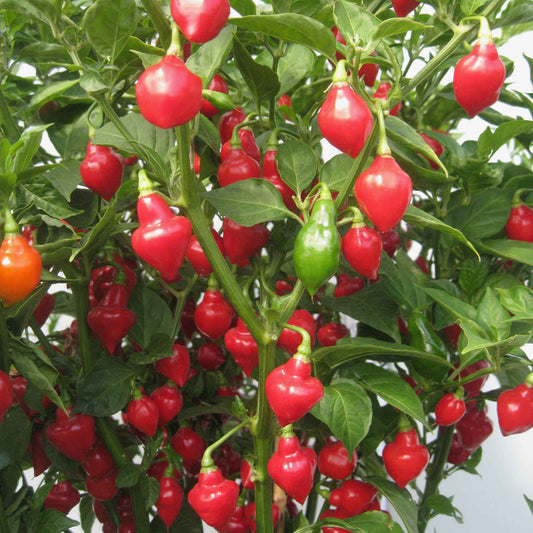 pepper spinning tops
