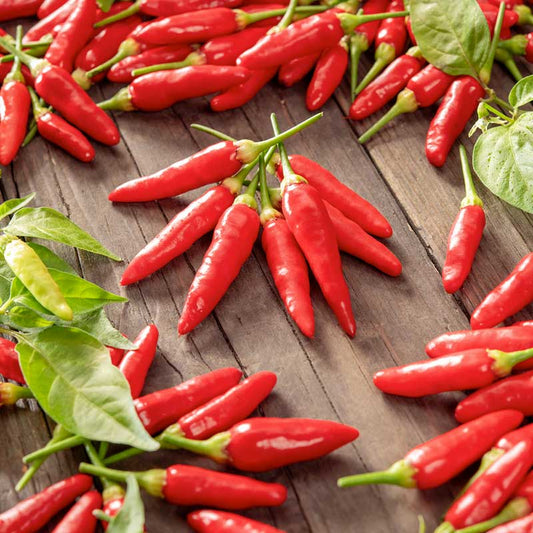 A cluster of small, bright red Tabasco peppers with green stems, on a wooden surface. | copyright: Floramedia UK Ltd