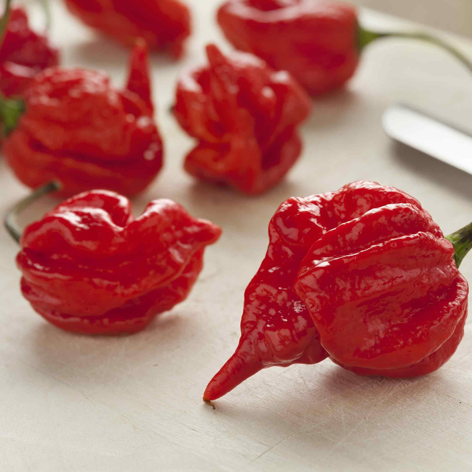 Hot Pepper Seeds - Trinidad Scorpion | Vegetable Seeds in Packets & Bulk | Eden Brothers