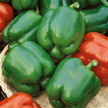 A group of Yolo Wonder peppers showing their vibrant green skin with green stems.