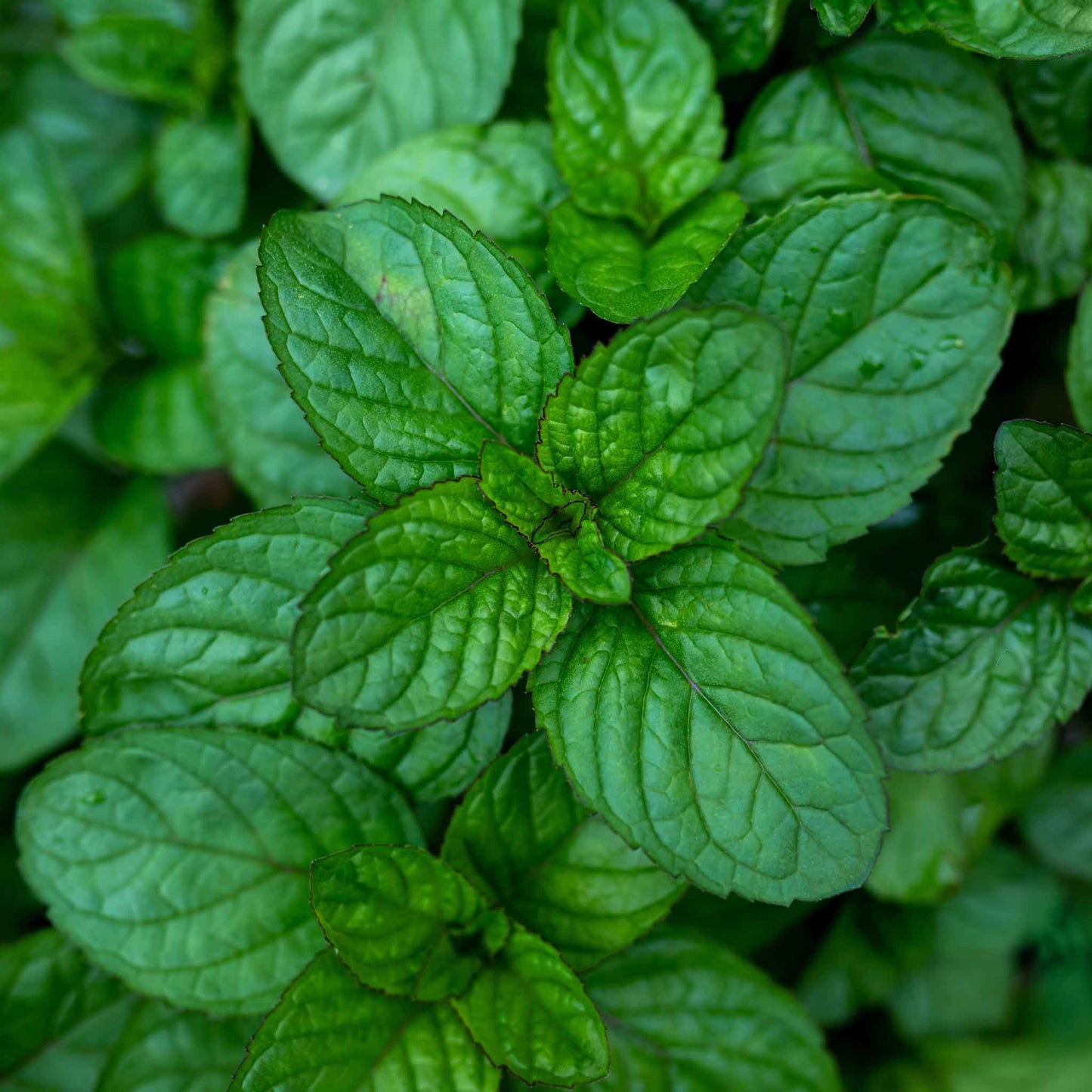 Close-up of a green Peppermint plant leaves.