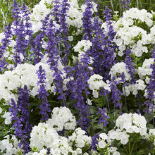 A mix of Blue Salvia and white Phlox David flowers blooming in a garden.