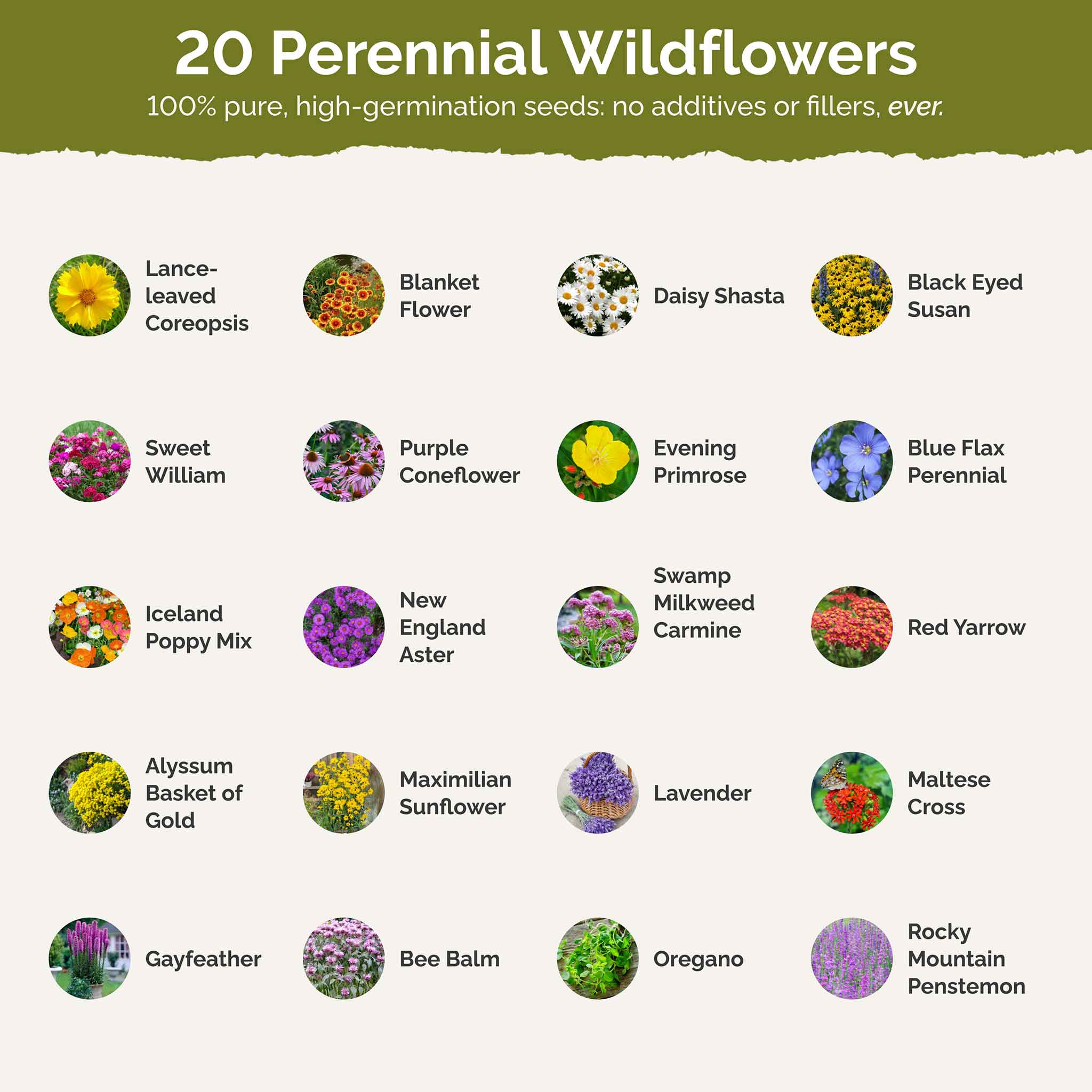 Perennial Pollinator Wildflower Mix | Wildflower Seeds | Eden Brothers