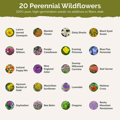 List of flower species and seeds included in the Wildflower Seed Mix.