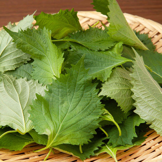 Fresh perilla leaves on a woven basket with a wooden background