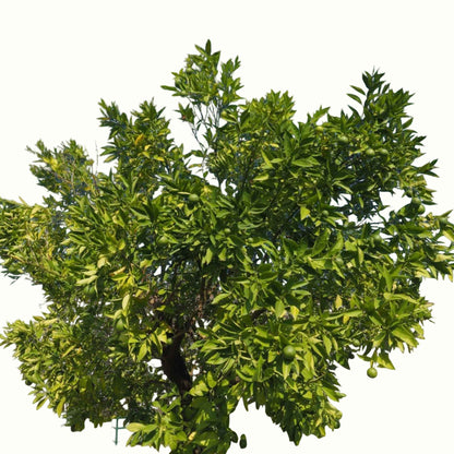 Persian 'Bearss' Lime Tree