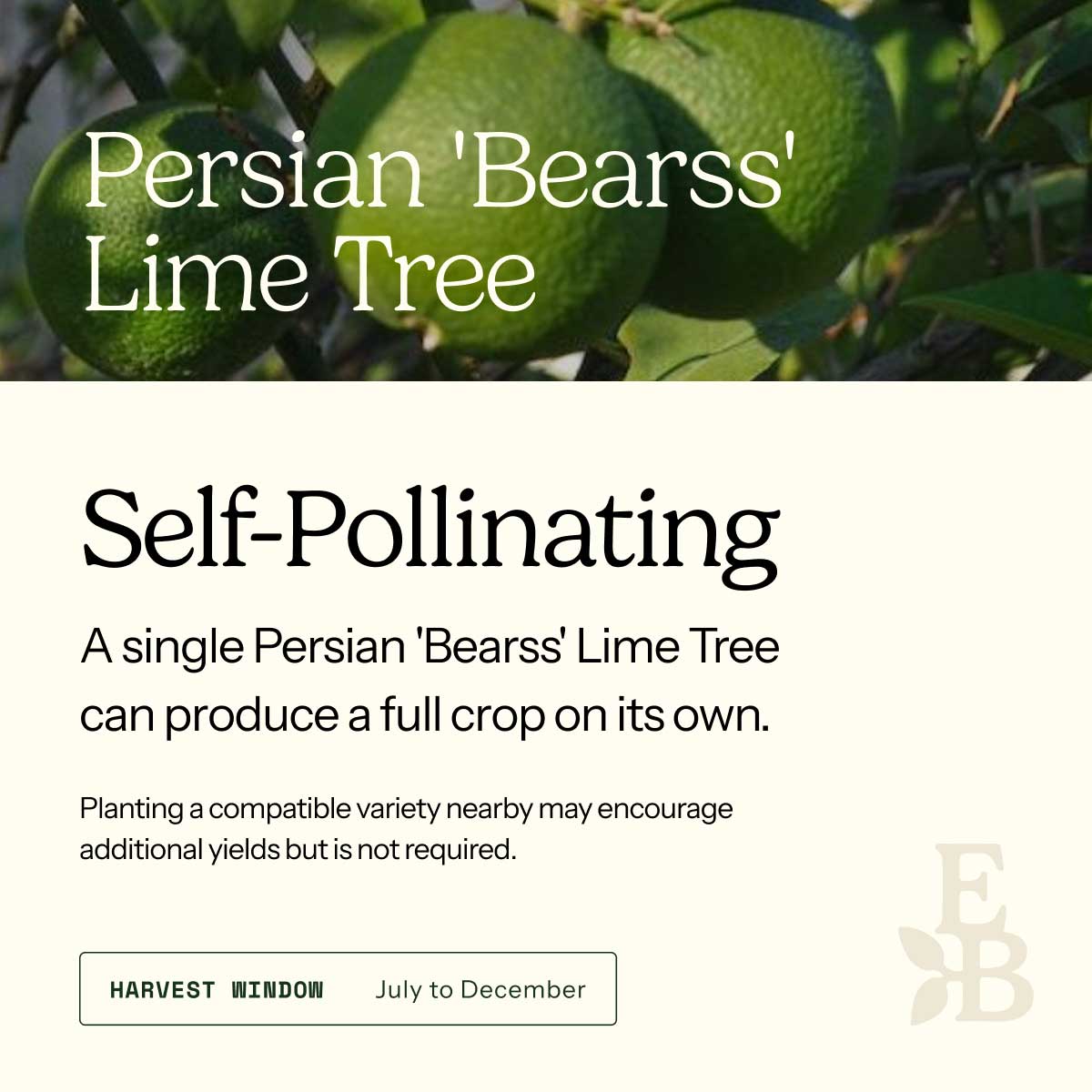 Informational graphic for a persian bearss lime Tree, featuring a top photo of lime and text stating it is self-pollinating and produces a full crop on its own.