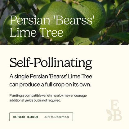 Informational graphic for a persian bearss lime Tree, featuring a top photo of lime and text stating it is self-pollinating and produces a full crop on its own.