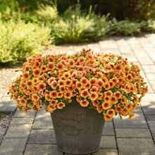 Potted plant with orange petchoa caliburst nectarine flowers on a paved patio