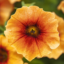 Close-up of a vibrant orange petchoa caliburst nectarine flower with a blurred green background