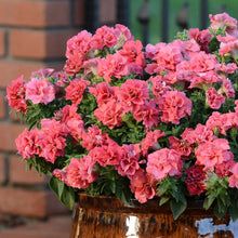 Bouquet of pink double madness salmon petunia flowers in a pot against a brick wall.