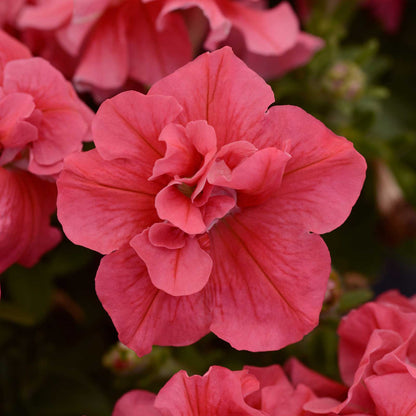 Close-up of a pink double madness salmon petunia flower with a blurred background