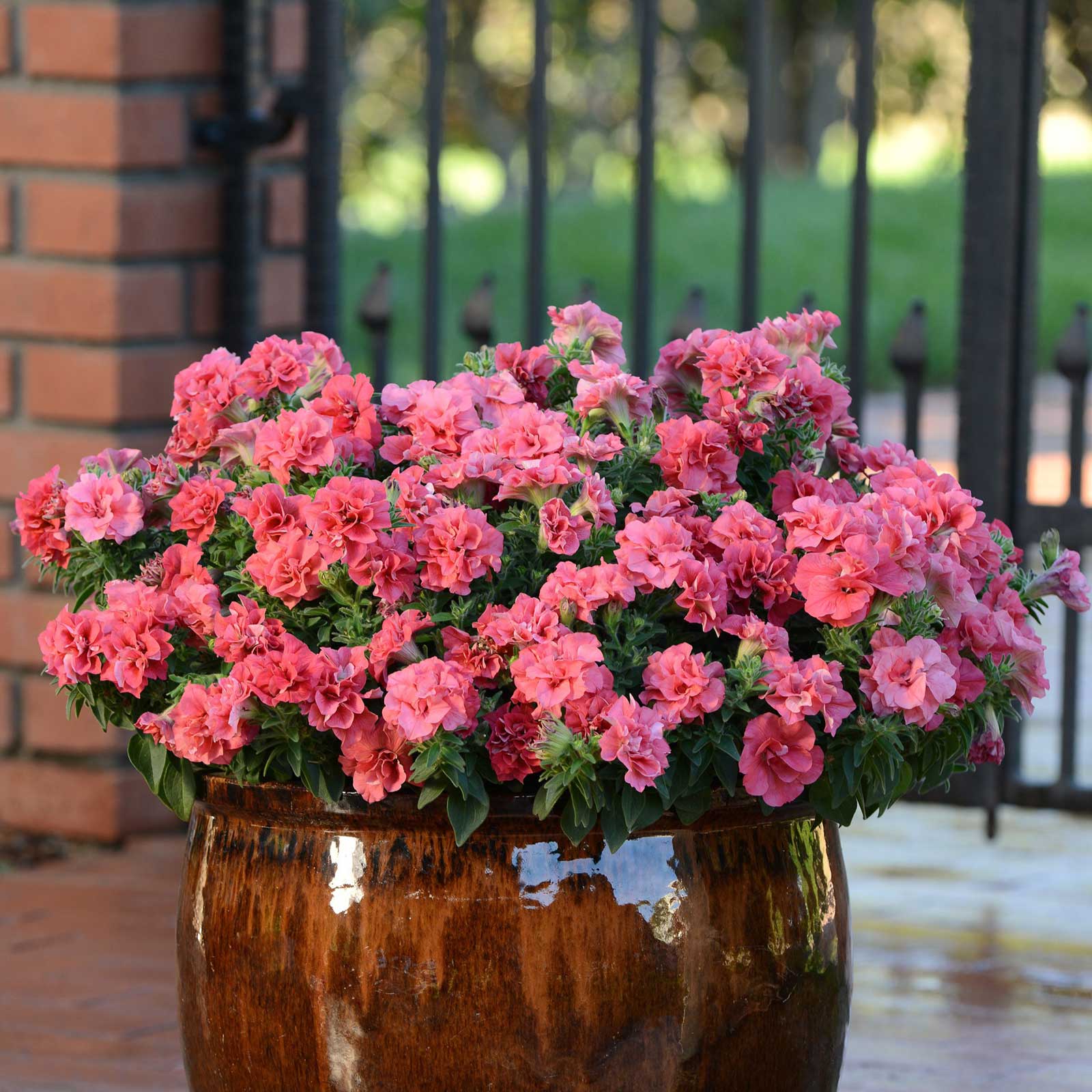 Potted plant with pink double madness salmon petunia flowers in front of a brick wall and metal gate.