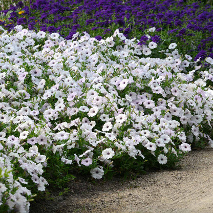 Petunia easy wave silver single white bloom with a soft yellow center on a plain backdrop.