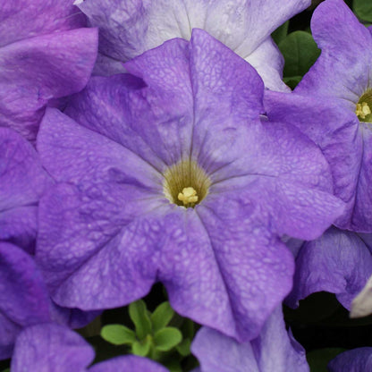 Petunia limbo gp pastel mix soft purple blooms with yellow centers on a plain backdrop.
