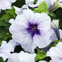 Petunia silver blue white and purple blooms with dark centers on a green leafy backdrop.