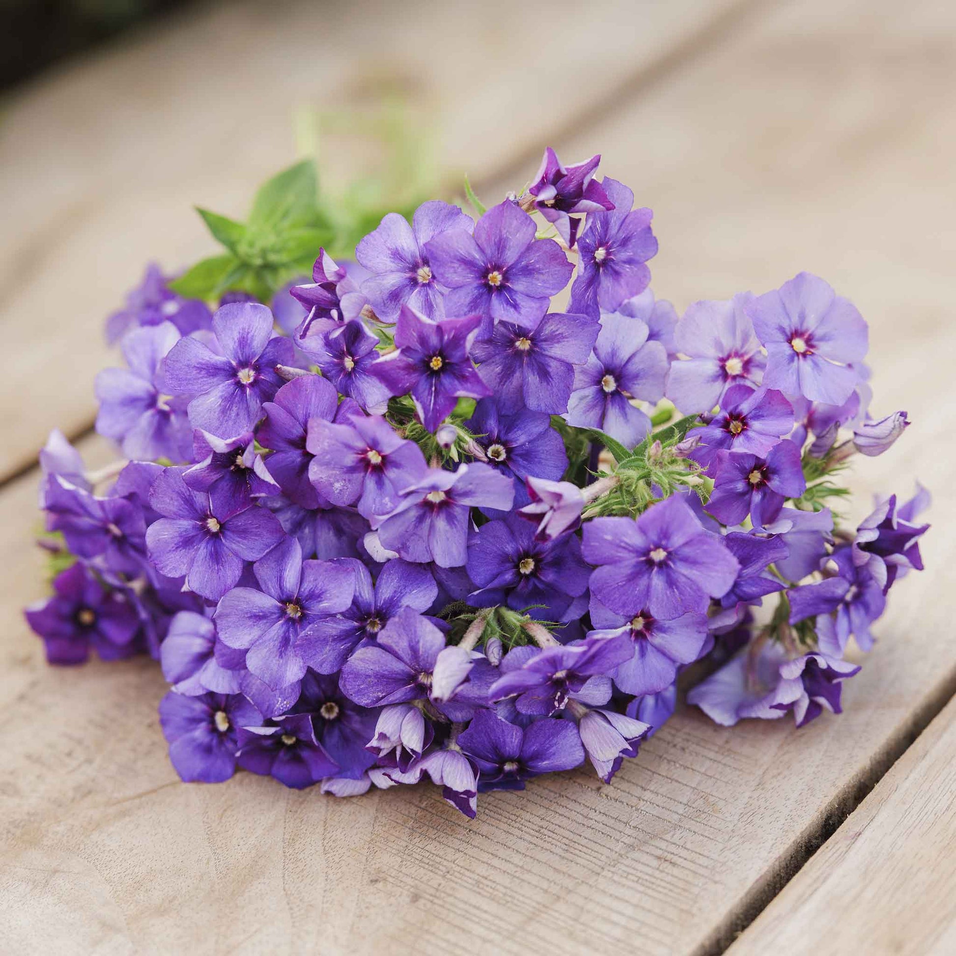 Phlox beauty blue bright blue blooms with yellow centers in a green garden.