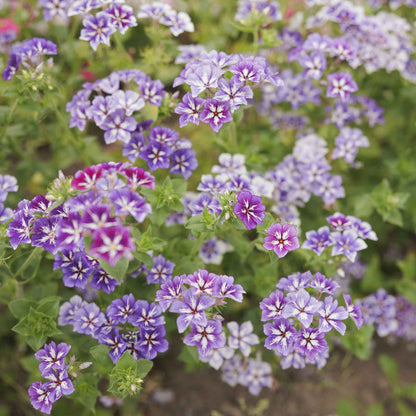Phlox sugar star pink and white striped bloom with a yellow center on a green backdrop.
