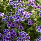Close-up of Blueberry Swirl phlox flowers with purple flowers and green leaves