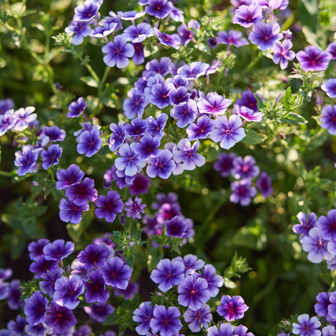 Close-up of Blueberry Swirl phlox flowers with purple flowers and green leaves