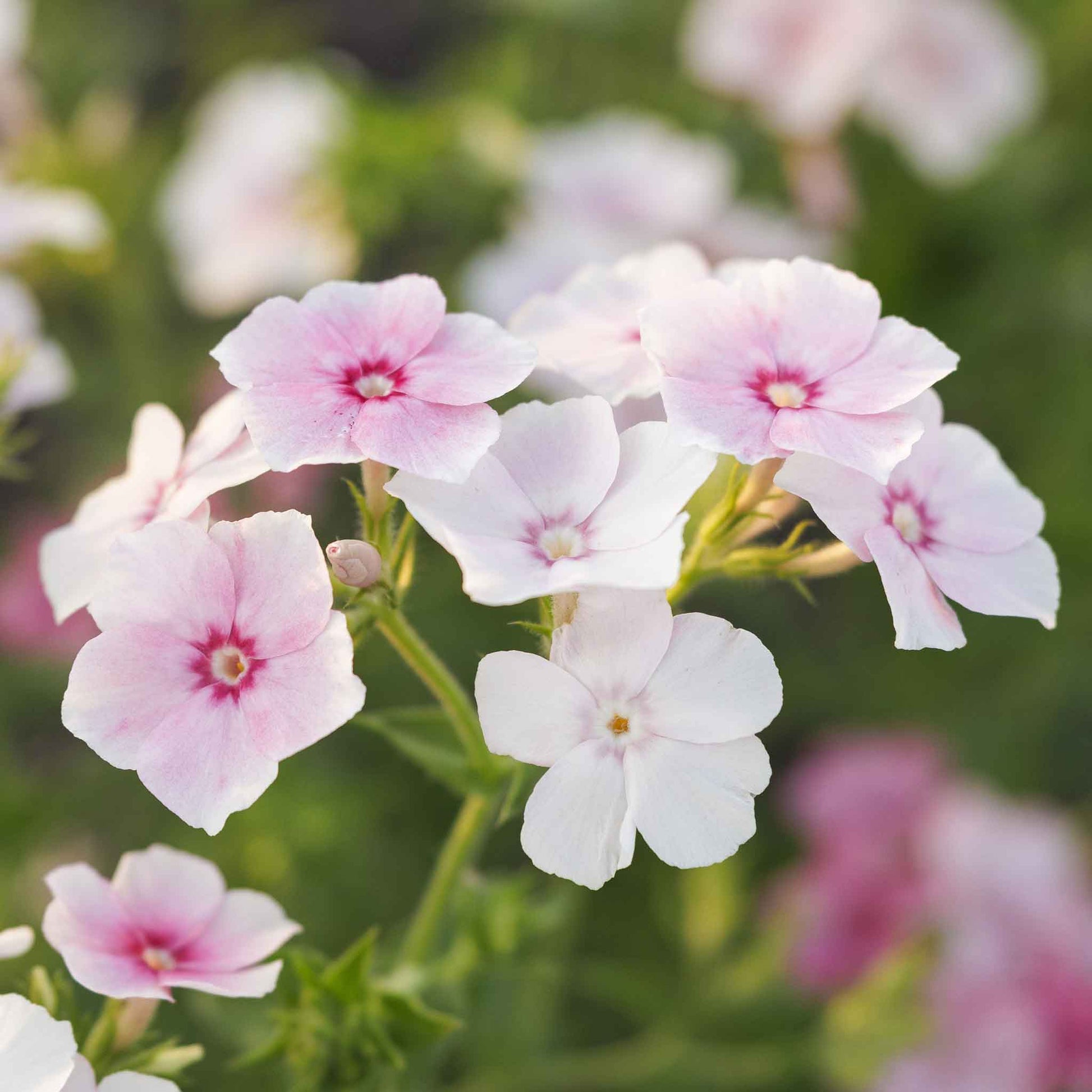 Clusters of soft blush-pink and white blushing bride phlox flowers with darker centers on green stems.