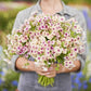 Phlox Seeds - Cherry Caramel