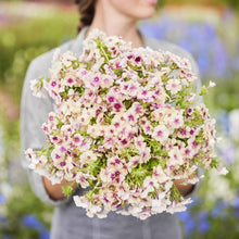 Phlox cherry caramel soft pink five-petalled blooms held in a bouquet outdoors.