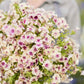 Phlox Seeds - Cherry Caramel