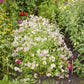 Phlox Seeds - Cherry Caramel
