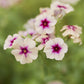Phlox Seeds - Cherry Caramel