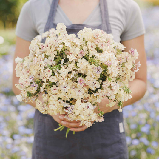 phlox creme brulee