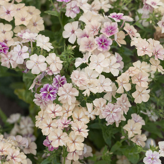phlox creme brulee